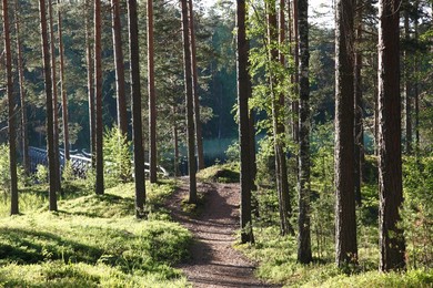 Trees and walking track, Punkaharju Nature Reserve, Punkaharju Ridge, Saimaa Lake District, Savonia, Finland, Scandinavia