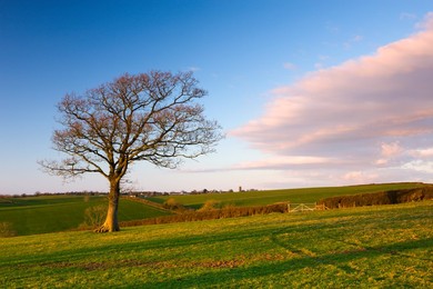 Agricultural landscape of mid Devon, Morchard Bishop, Devon, England, United Kingdom, Europe