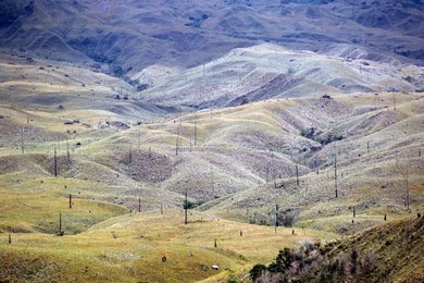 Aerial image of skeleton forest, damaged by forest fire, on La Gran Sabana, Canaima National Park, UNESCO World Heritage Site, Bolivar State, Venezuela, South America
