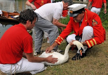 Image 77156117