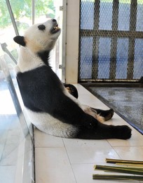 Image 77523015
