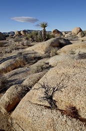 Typical landscape, Joshua Tree National Park, California, United States of America, North America
