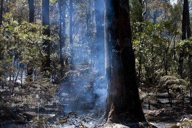 Forest fire in country outside Perth, West Australia, Australia, Pacific