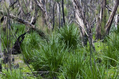 Forest after the fire, Yanchep National Park, West Australia, Australia, Pacific