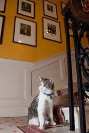 Image 90518246