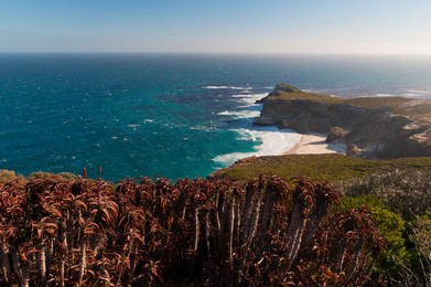 Cape of Good Hope, Cape of Good Hope Nature Reserve, Western Cape, South Africa, Africa
