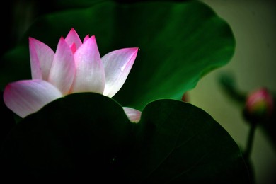 Image 98019066