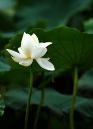 Image 98019152