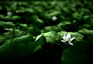Image 98019164