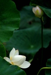 Image 98019248