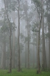 Mountain Ash forest in fog, Dandenong Ranges National Park, Dandenong Ranges, Victoria, Australia, Pacific