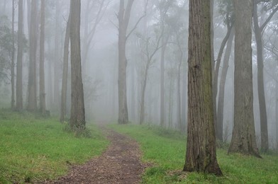 Mountain Ash forest in fog, Dandenong Ranges National Park, Dandenong Ranges, Victoria, Australia, Pacific
