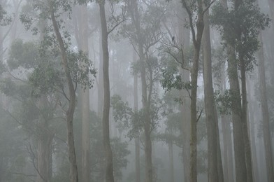 Mountain Ash forest in fog, Dandenong Ranges National Park, Dandenong Ranges, Victoria, Australia, Pacific