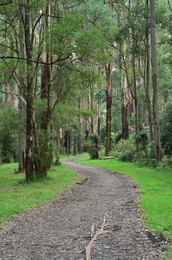 Mountain Ash forest, Dandenong Ranges National Park, Dandenong Ranges, Victoria, Australia, Pacific