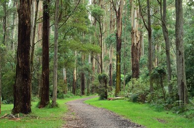 Mountain Ash forest, Dandenong Ranges National Park, Dandenong Ranges, Victoria, Australia, Pacific