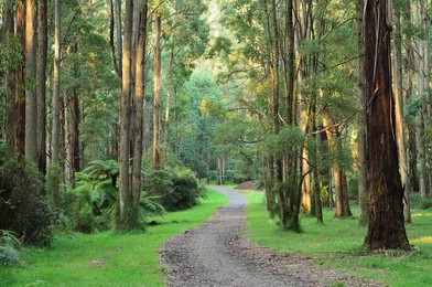 Mountain Ash forest, Dandenong Ranges National Park, Dandenong Ranges, Victoria, Australia, Pacific