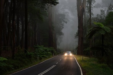 Mountain Ash forest in fog, Dandenong Ranges National Park, Dandenong Ranges, Victoria, Australia, Pacific