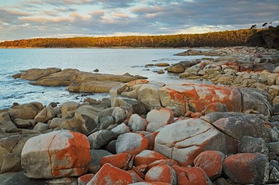 Red lichen on Rocks, Bay of Fires, Bay of Fires Conservation Area, Tasmania, Australia, Pacific