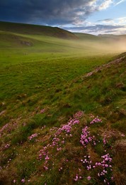 Pink thrift in the beautiful countryside at St. Abb's Head Nature Reserve, St. Abbs, Berwickshire, Scotland, United Kingdom, Europe