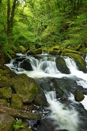 River Fowey at Golitha Falls National Nature Reserve, sessile oak woodland, Bodmin Moor, Cornwall, England, United Kingdom, Europe