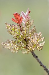Image 121329324
