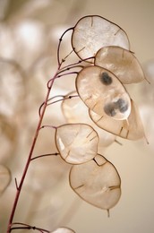 Image 139409879