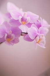 Image 139409922