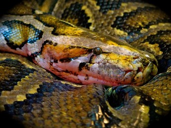 Image 146661843
