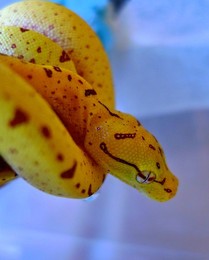 Image 146662438