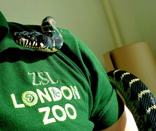 Image 146662449