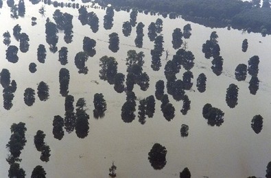 Image 147779562