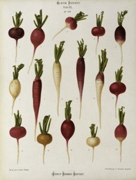 Image 147846935