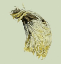 Image 147861372