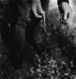 Image 147869289