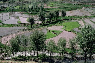 Image 147873506