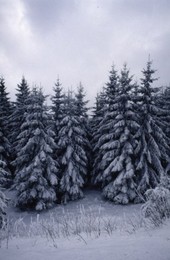 Image 147883350