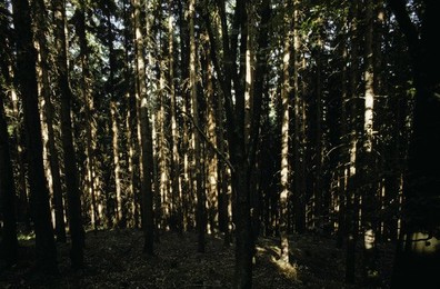 Image 147883719