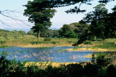 Porquerolles / Nature preserve / Photo