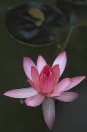Image 147956470