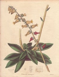Image 147990692