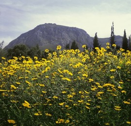 Image 147997903