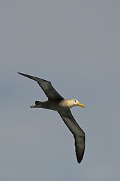 Image 148110547