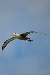 Image 148110550