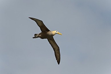 Image 148110814