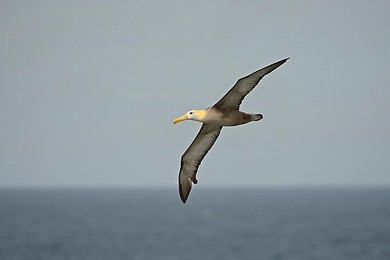 Image 148110815