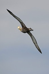 Image 148110838