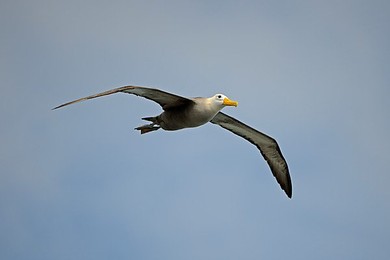 Image 148110839