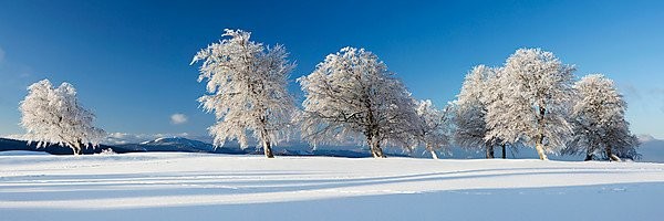 Image 148181045