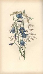 Image 153337234