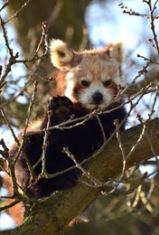 Image 155634124